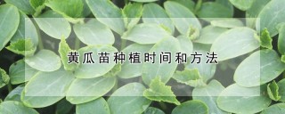 黄瓜苗种植时间和方法,第1图