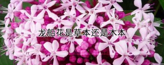 龙船花是草本还是木本,第1图