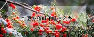 红豆杉落叶干叶怎么办,第1图