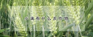 小满有什么农作物,第1图