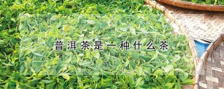 普洱茶是一种什么茶,第1图