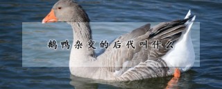 鹅鸭杂交的后代叫什么,第1图