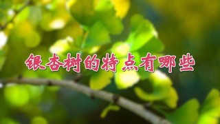 银杏树的特点有哪些,第1图