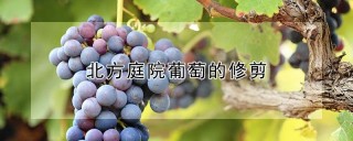 北方庭院葡萄的修剪,第1图