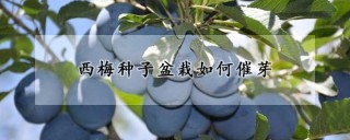 西梅种子盆栽如何催芽,第1图