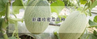 新疆哈密瓜品种,第1图