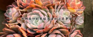 丝绸面纱的养殖方法和注意事项,第1图