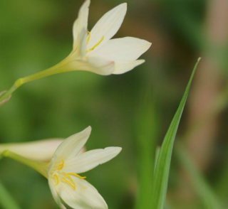 兰花什么时候开花，不同品种开花时间不尽相同,第5图