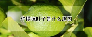 柠檬掉叶子是什么原因,第1图