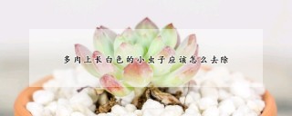 多肉上长白色的小虫子应该怎么去除,第1图