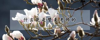 什么花是赞美老师的,第1图