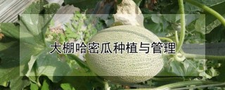 大棚哈密瓜种植与管理,第1图