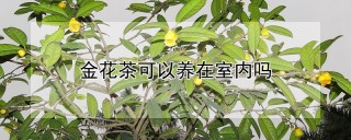 金花茶可以养在室内吗,第1图