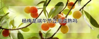 杨梅是端午节过后成熟吗,第1图