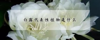 白露代表性植物是什么,第1图