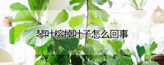 琴叶榕掉叶子怎么回事,第1图