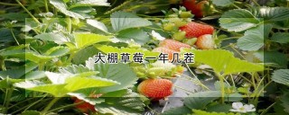 大棚草莓一年几茬,第1图