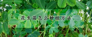 花生苗怎么种植方法,第1图