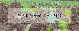 油菜籽的种植方法和时间,第1图