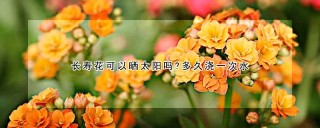 长寿花可以晒太阳吗?多久浇一次水,第1图