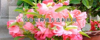 凤仙花种植方法和时间,第1图