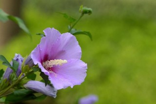 木槿花花语,第2图