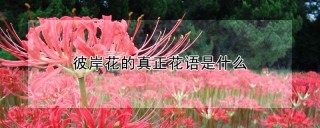 彼岸花的真正花语是什么,第1图