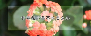 长寿花小苗不长怎么办,第1图