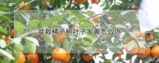 盆栽橘子树叶子发黄怎么办,第1图