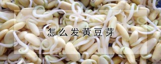 怎么发黄豆芽,第1图