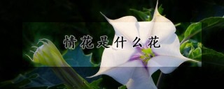 情花是什么花,第1图