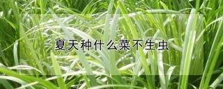 夏天种什么菜不生虫,第1图