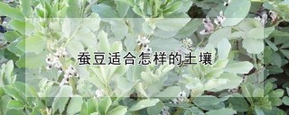 蚕豆适合怎样的土壤,第1图