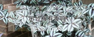 吊竹梅有毒吗,第1图