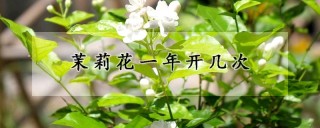 茉莉花一年开几次,第1图