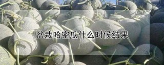 盆栽哈密瓜什么时候结果,第1图