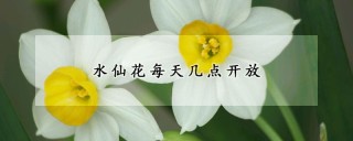 水仙花每天几点开放,第1图