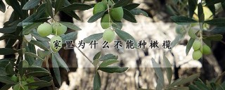 家里为什么不能种橄榄,第1图