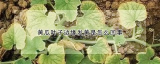 黄瓜叶子边缘发黄是怎么回事,第1图