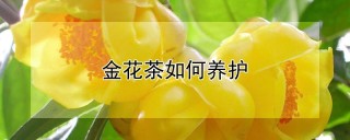 金花茶如何养护,第1图