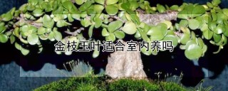 金枝玉叶适合室内养吗,第1图