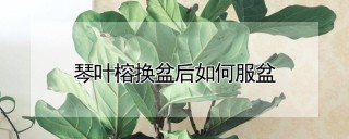 琴叶榕换盆后如何服盆,第1图