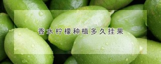 香水柠檬种植多久挂果,第1图