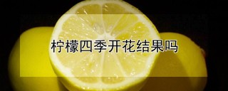 柠檬四季开花结果吗,第1图