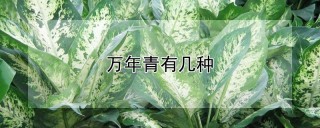 万年青有几种,第1图