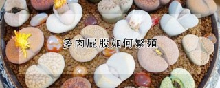 多肉屁股如何繁殖,第1图