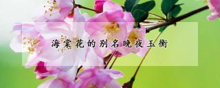 海棠花的别名晚夜玉衡,第1图