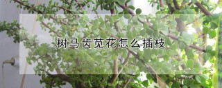 树马齿苋花怎么插枝,第1图