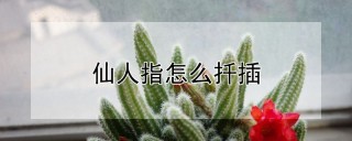 仙人指怎么扦插,第1图