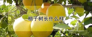 柚子树长什么样,第1图